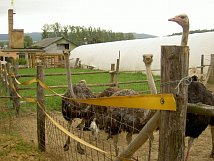 Pštrosí farma Doubravice nad Svitavou